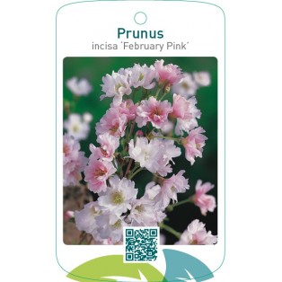 Prunus incisa ‘February Pink’