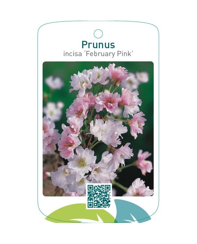 Prunus incisa ‘February Pink’