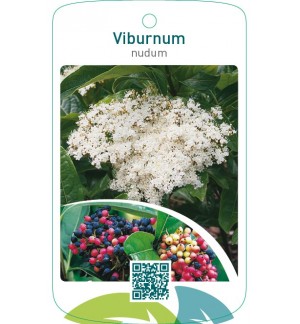 Viburnum nudum