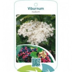 Viburnum nudum