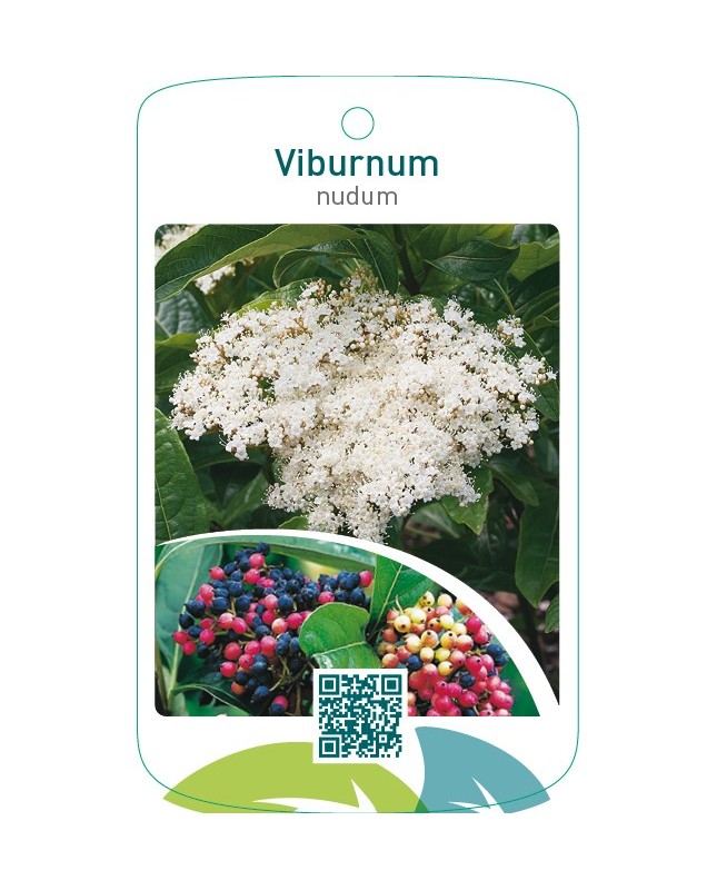 Viburnum nudum