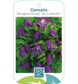 Clematis [Atragene Group] ‘Jan Lindmark’