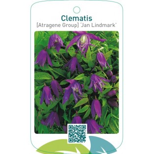 Clematis [Atragene Group] ‘Jan Lindmark’