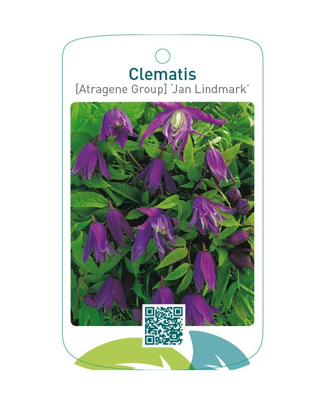 Clematis [Atragene Group] ‘Jan Lindmark’
