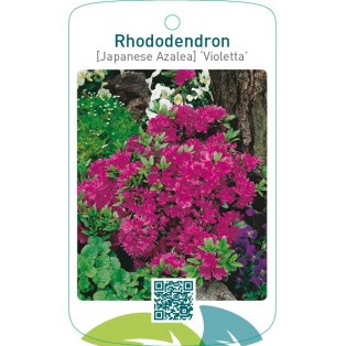 Rhododendron [Japanese Azalea] ‘Violetta’