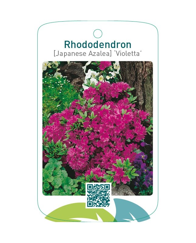 Rhododendron [Japanese Azalea] ‘Violetta’