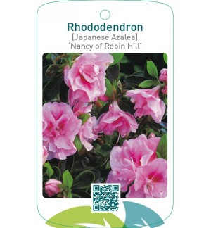 Rhododendron [Japanese Azalea] ‘Nancy of Robin Hill’