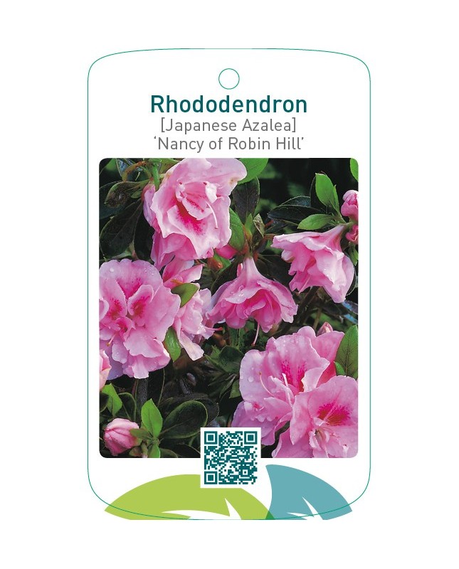 Rhododendron [Japanese Azalea] ‘Nancy of Robin Hill’