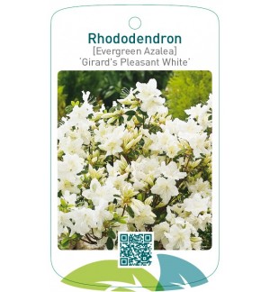 Rhododendron [Japanese Azalea] ‘Pleasant White’