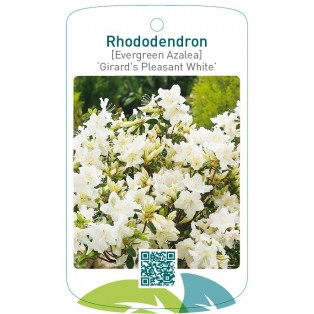Rhododendron [Japanese Azalea] ‘Pleasant White’