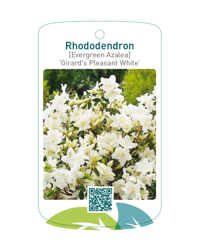 Rhododendron [Japanese Azalea] ‘Pleasant White’
