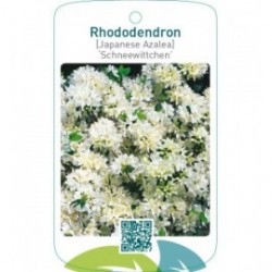 Rhododendron [Japanese Azalea] ‘Schneewittchen’