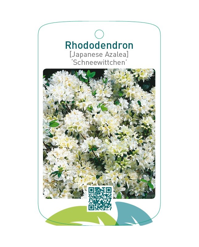 Rhododendron [Japanese Azalea] ‘Schneewittchen’