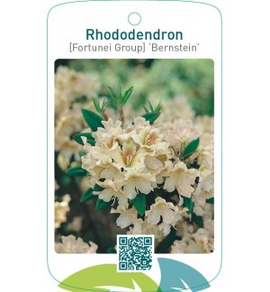 Rhododendron [Fortunei Group] ‘Bernstein’