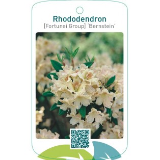 Rhododendron [Fortunei Group] ‘Bernstein’