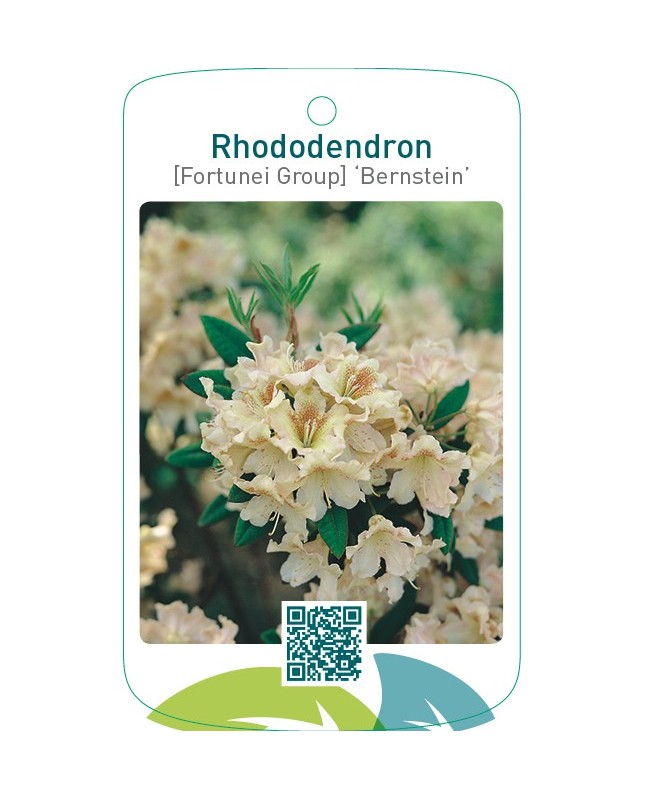 Rhododendron [Fortunei Group] ‘Bernstein’