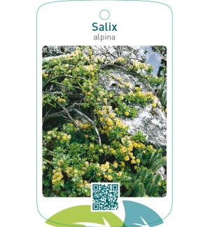 Salix alpina