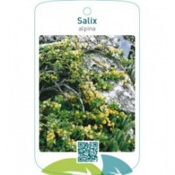 Salix alpina