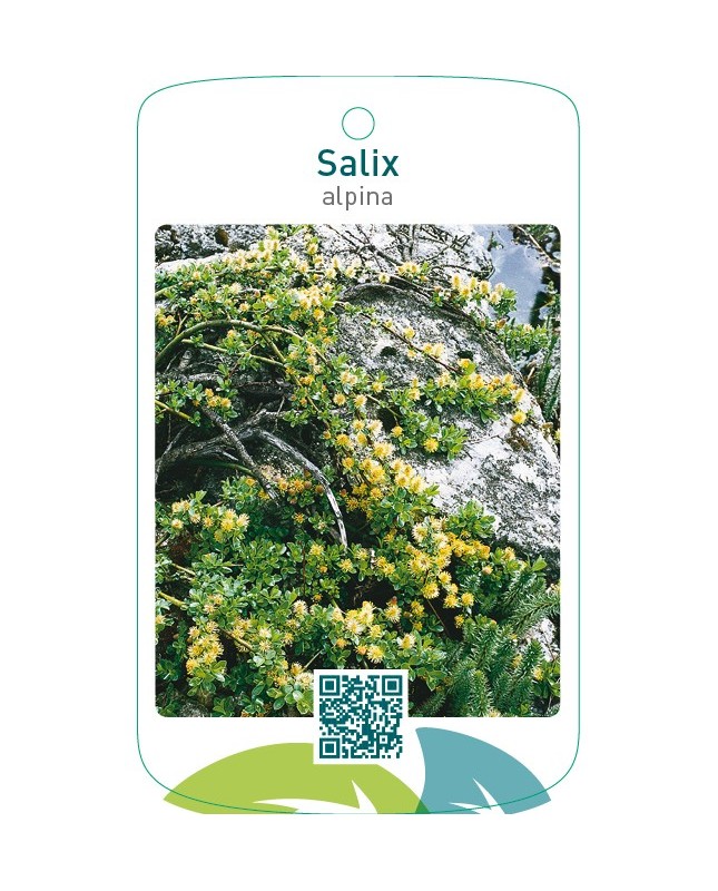 Salix alpina