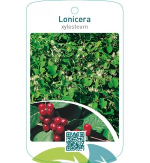 Lonicera xylosteum