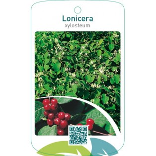 Lonicera xylosteum