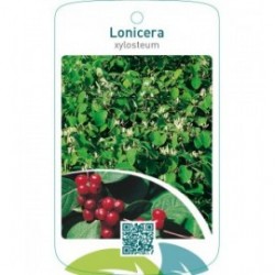 Lonicera xylosteum