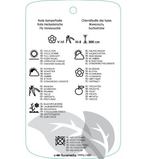 Etichette di Lonicera xylosteum *