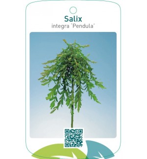 Salix integra ‘Pendula’