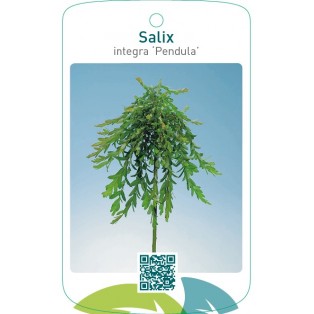 Salix integra ‘Pendula’