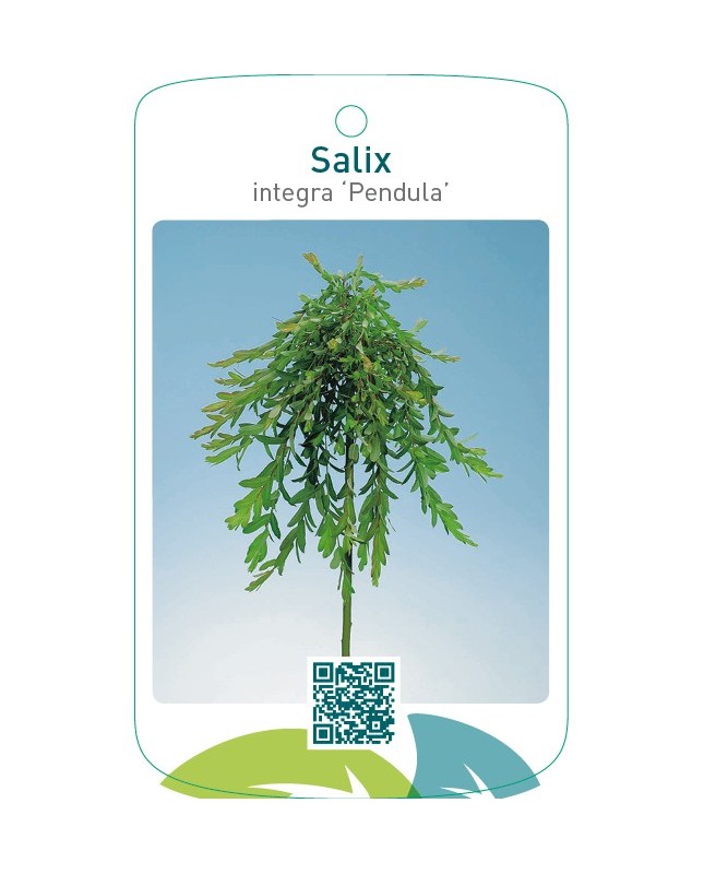Salix integra ‘Pendula’