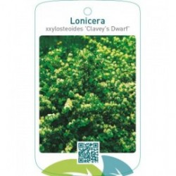 Lonicera xxylosteum ‘Clavey’s Dwarf’