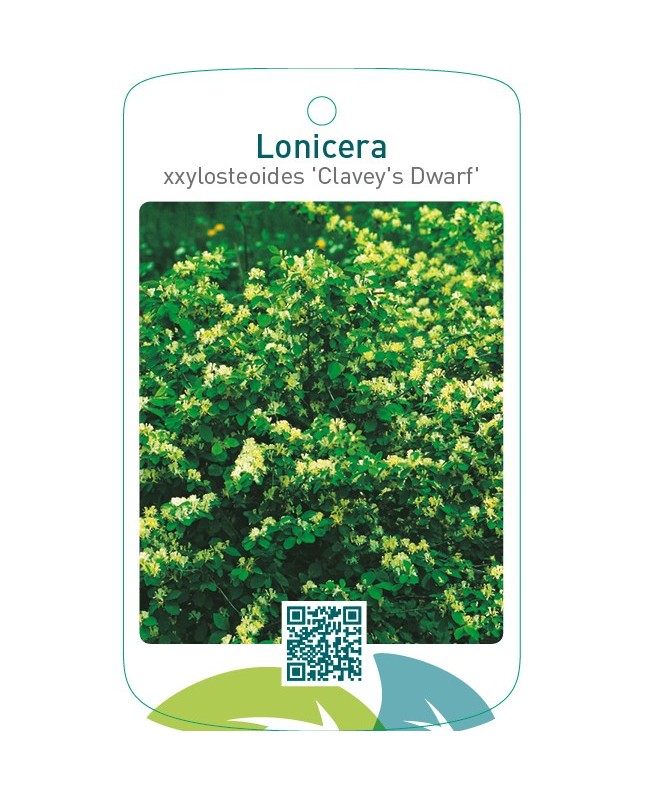 Lonicera xxylosteum ‘Clavey’s Dwarf’