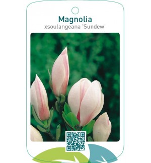 Magnolia xsoulangeana ‘Sundew’