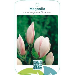 Magnolia xsoulangeana ‘Sundew’
