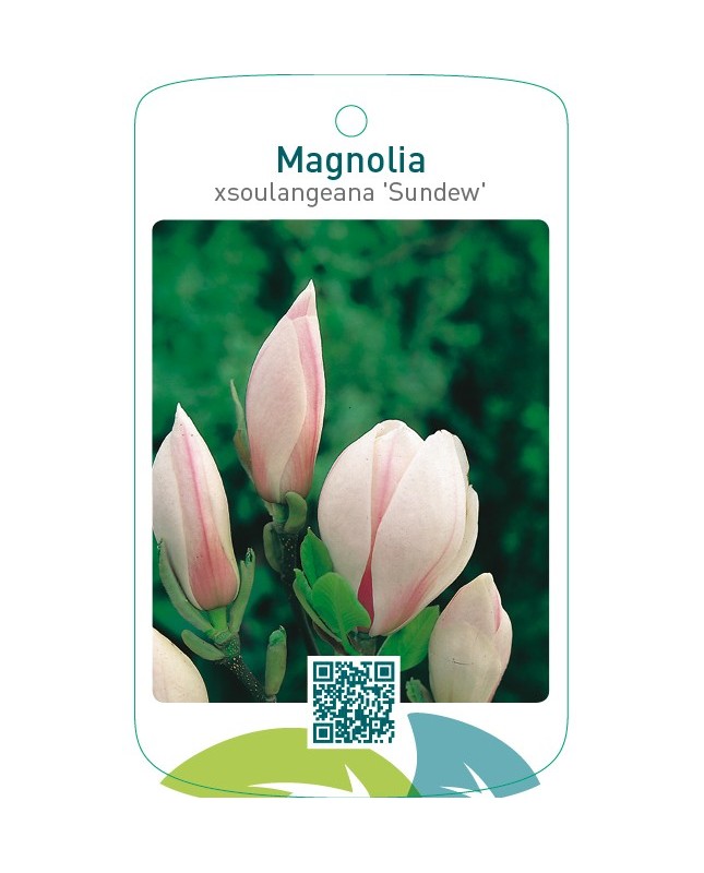 Magnolia xsoulangeana ‘Sundew’