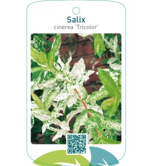Salix cinerea ‘Tricolor’