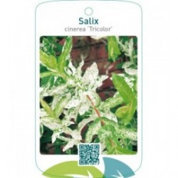 Salix cinerea ‘Tricolor’