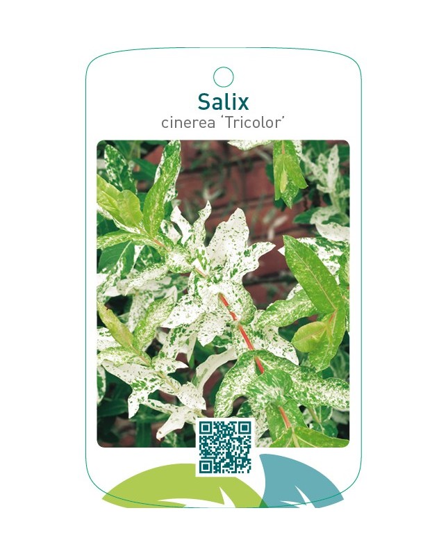 Salix cinerea ‘Tricolor’