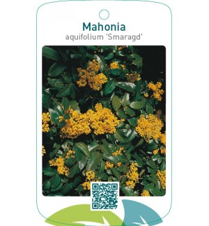 Mahonia aquifolium ‘Smaragd’