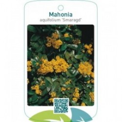 Mahonia aquifolium ‘Smaragd’
