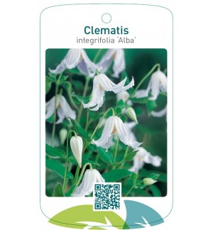Clematis integrifolia ‘Alba’