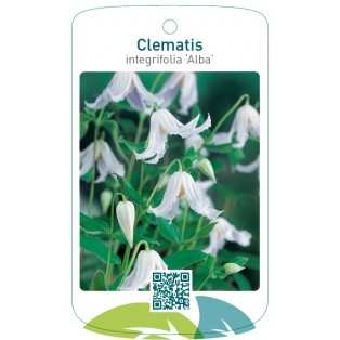 Clematis integrifolia ‘Alba’