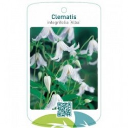 Clematis integrifolia ‘Alba’