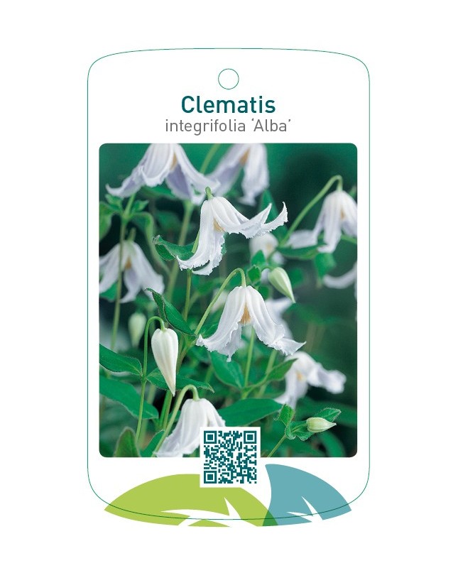 Clematis integrifolia ‘Alba’