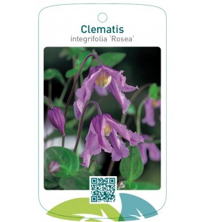 Clematis integrifolia ‘Rosea’