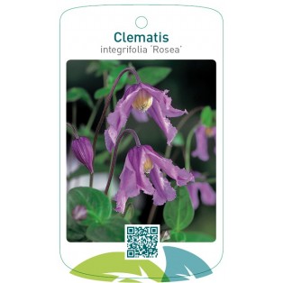 Clematis integrifolia ‘Rosea’
