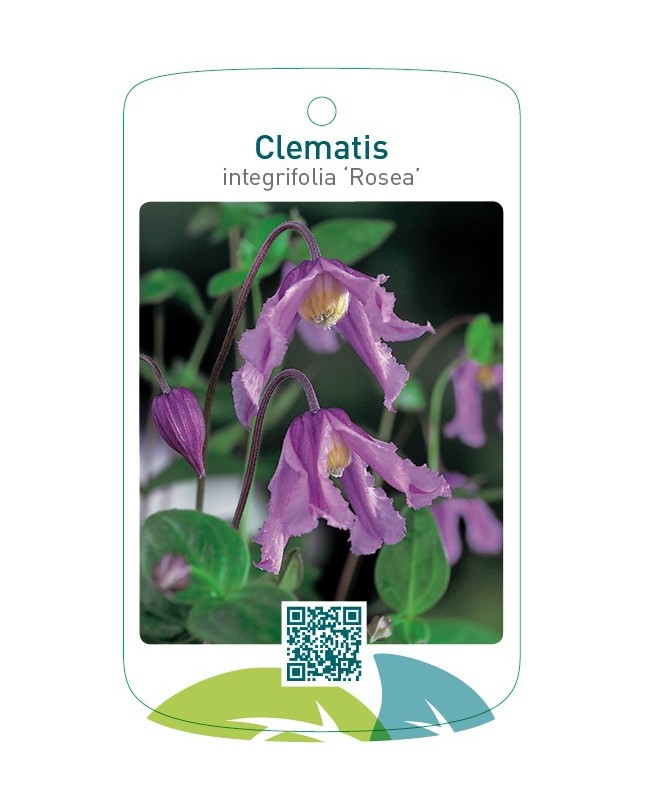 Clematis integrifolia ‘Rosea’