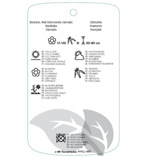 Etichette di Clematis integrifolia ‘Rosea’ *