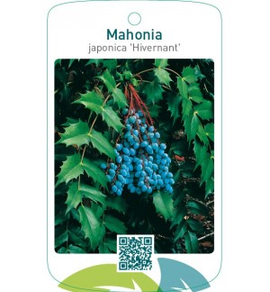 Mahonia japonica ‘Hivernant’