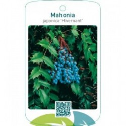 Mahonia japonica ‘Hivernant’